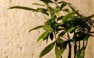 多宝树养护指南（从选购到养护，让你的多宝树高高兴兴成长）