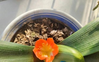 如何快速让君子兰开花（一步步教你打造君子兰花海）