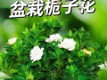 栀子花的养护指南（打造健康美丽的栀子花园）