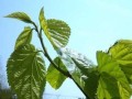 探秘桑树开花结果之谜（揭开桑树开花条件、时间和产量的秘密）