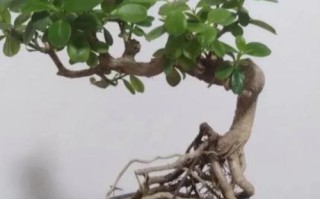 家里盆栽死了怎么办？拯救方法大揭秘！（养护技巧、修剪方法、施肥要点，帮您重振盆栽生机！）