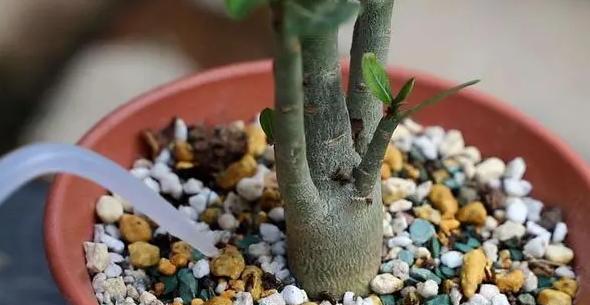 移盆后的玫瑰花需如何浇水？（浇水的技巧与注意事项）-第1张图片-绿意生活