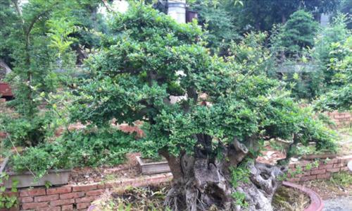 香樟盆景栽培技术（打造精美盆景，从香樟开始）-第2张图片-绿意生活