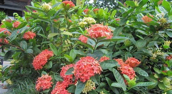 如何正确地养殖龙船花（从选购到养护，全方位教你打造美丽龙船花）-第3张图片-绿意生活