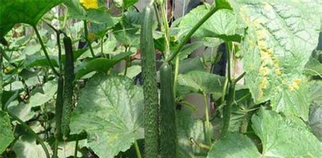 夏季适宜种植的黄瓜品种与注意事项（夏季种植黄瓜有哪些需要注意的问题？）-第3张图片-绿意生活