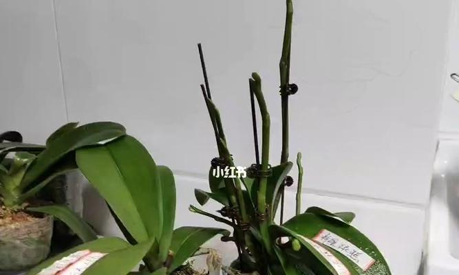 花多多二号适合种植什么花？（打造美丽花园的不二之选）-第3张图片-绿意生活