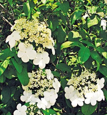 扬州市花琼花的象征与寓意（探寻扬州市花琼花的历史和文化内涵）-第3张图片-绿意生活