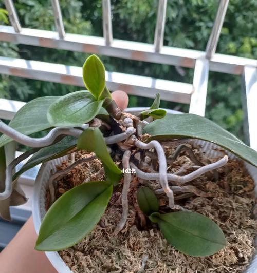 蝴蝶兰的分株与移植技巧（掌握正确时间和方法，让蝴蝶兰茁壮成长）-第1张图片-绿意生活