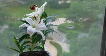 百合花的养殖方法与养护要点（轻松掌握，打造美丽花园）-第1张图片-绿意生活