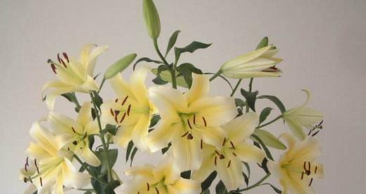 百合花的养殖方法与养护要点（轻松掌握，打造美丽花园）-第3张图片-绿意生活
