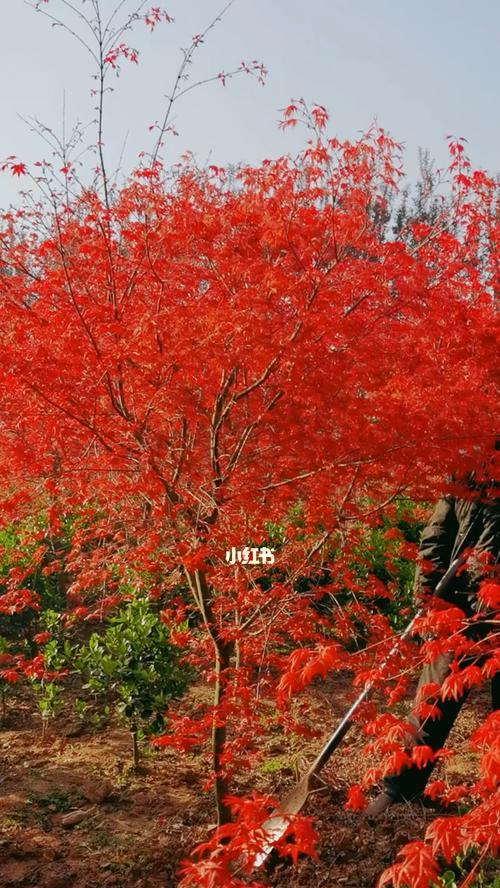庭院红枫的种植与养护（适合栽在庭院的红枫品种和生长环境）-第1张图片-绿意生活