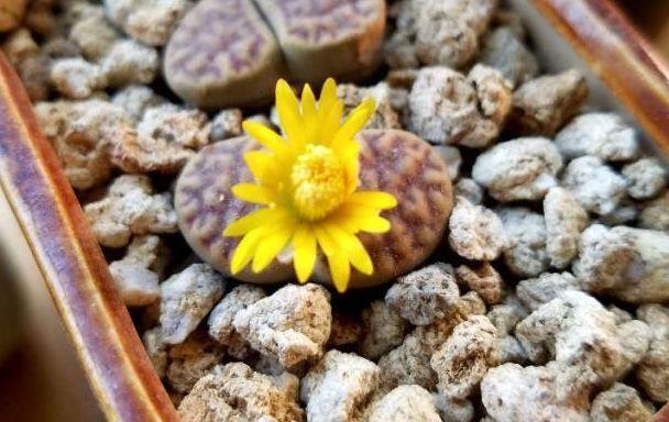 生石花的低温适应性剖析（探究生石花耐受极寒的奥秘）-第2张图片-绿意生活