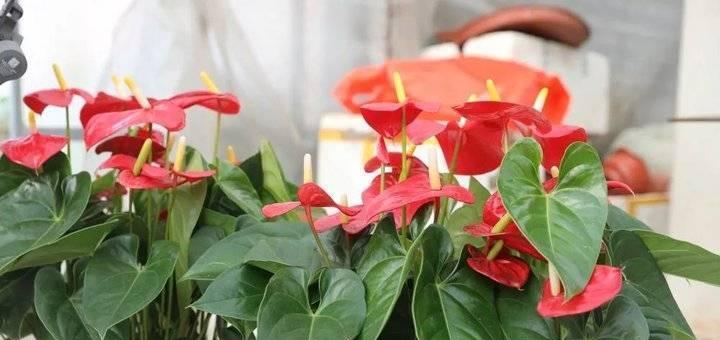 红星高照花的养护与生长（喜阳植物红星高照花的生活习惯和喜好）-第1张图片-绿意生活