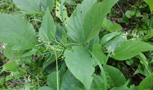 探究葛根——一种益气化痰的中药植物（从外形、药性、用途到副作用全面解析）-第3张图片-绿意生活