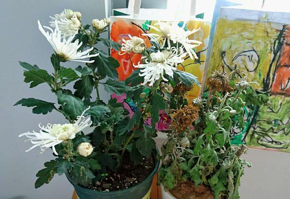菊花养护需要晒太阳吗？（阳光是菊花成长的必要元素，但晒太阳也需适度）-第3张图片-绿意生活