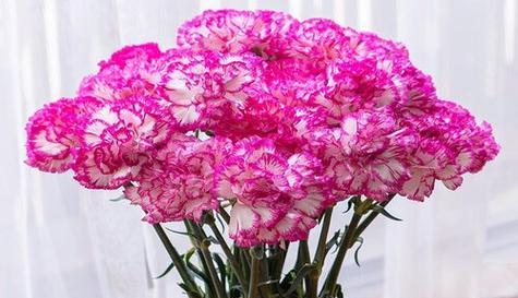 红豆花怎样醒花？（如何让红豆花充分开放？）-第3张图片-绿意生活