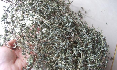 奶奶草的外观与特征（草本植物的优美与风情）-第2张图片-绿意生活