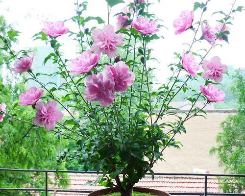 木槿花的喜水特性（探秘木槿花的生长环境和喜好）-第3张图片-绿意生活