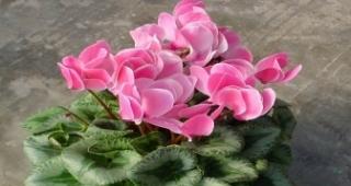 仙客来花期管理方法与要点（打造美丽花园的秘诀）-第3张图片-绿意生活