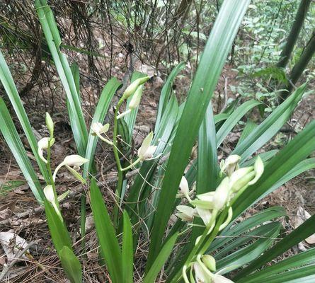 野生兰草的保护与重建（保护植物，共建美好家园）-第2张图片-绿意生活