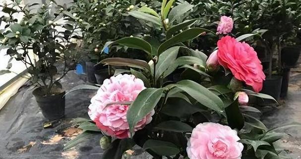 山茶花开花时间与花期（一年四季山茶花的美丽）-第1张图片-绿意生活