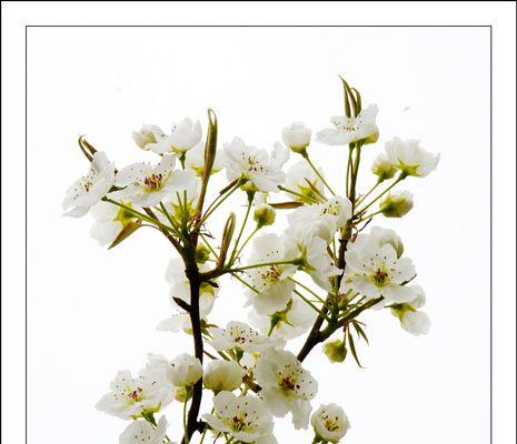 清明节花卉文化——缅怀祖先的永恒情感-第3张图片-绿意生活