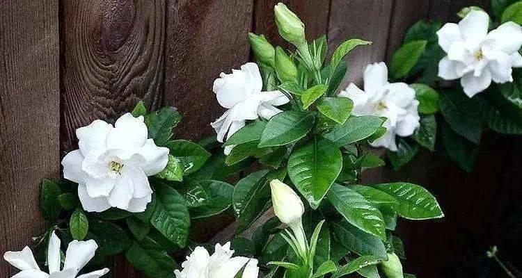 清明节花卉文化——缅怀祖先的永恒情感-第2张图片-绿意生活