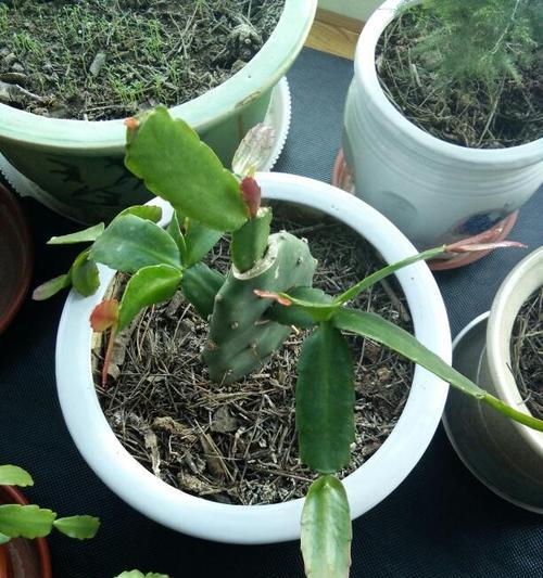 如何为假昙花施肥？（假昙花肥料选择、肥料施用方式、施肥时间、施肥量等）-第2张图片-绿意生活