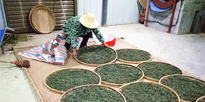 老鹰茶的生长环境适合长在什么地方？-第2张图片-绿意生活