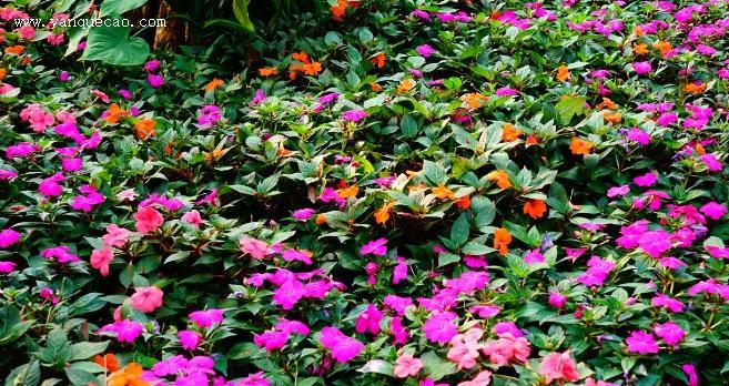 解密凤仙花的神秘特性——耐阴（揭秘凤仙花喜阴的秘密和种植技巧）-第1张图片-绿意生活