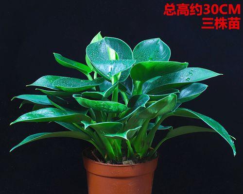 水培绿公主的养殖技巧（让你的绿公主更旺盛的秘密）-第1张图片-绿意生活