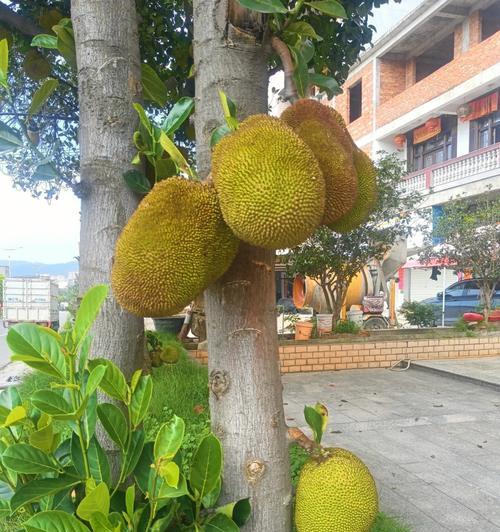 菠萝蜜生长的适宜环境（探寻菠萝蜜的生态习性及分布地区）-第3张图片-绿意生活
