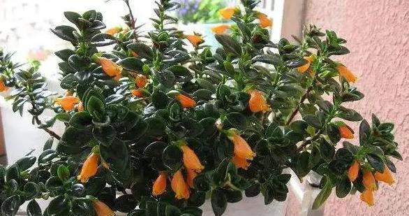 挑战吊兰开花，教你正确养护吊兰（吊兰的开花方式及养护技巧）-第3张图片-绿意生活