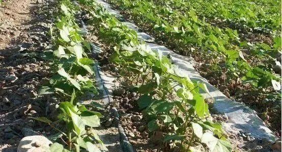 棉花的浇水频率（掌握正确的浇水时间和方法，让棉花健康成长）-第1张图片-绿意生活