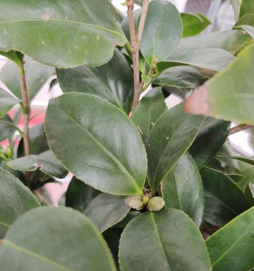 茶花树叶子发黄，如何拯救？（茶花树叶黄的原因分析及解决方法）-第1张图片-绿意生活