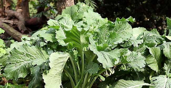 芥菜是什么植物（探究芥菜的历史、种类、营养价值及药用价值）-第2张图片-绿意生活