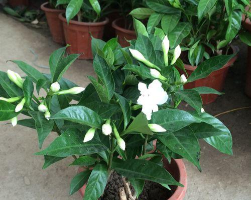 丁香花的养殖与护理（如何培育美丽的丁香花）-第3张图片-绿意生活