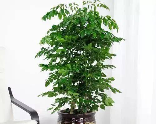 幸福树的盆栽技巧（如何选择合适的盆栽为幸福树提供最佳生长条件）-第3张图片-绿意生活