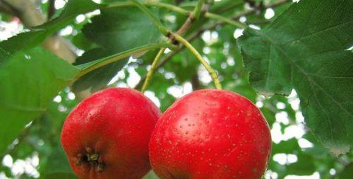 山楂上市时间与成熟季节（探究山楂的上市时间及成熟季节）-第3张图片-绿意生活