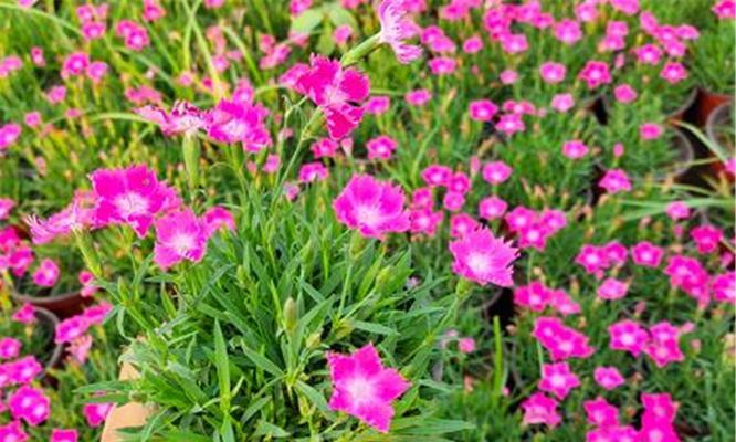 欧石竹在冬天也能开花（探秘欧石竹的冬日花海，解读其神奇开花机制）-第3张图片-绿意生活