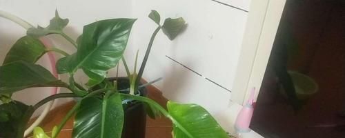 金钻换土换盆详解（时间、方法、步骤一网打尽，让你的金钻茁壮成长）-第3张图片-绿意生活