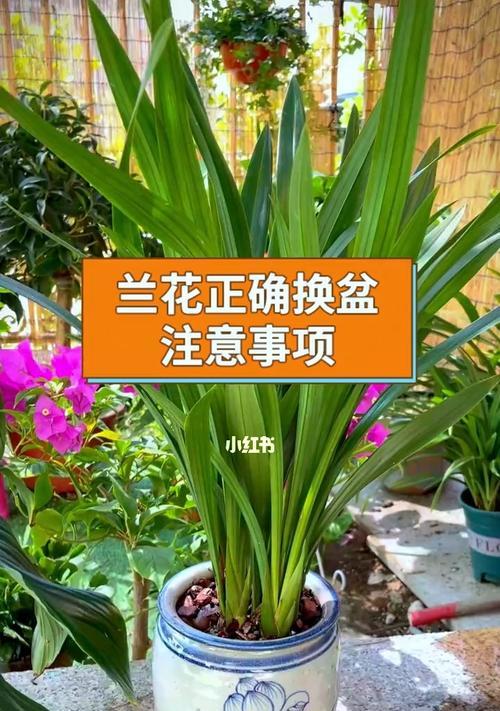 金钻换土换盆详解（时间、方法、步骤一网打尽，让你的金钻茁壮成长）-第2张图片-绿意生活