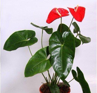 红掌花的毒性和适宜养护环境（了解红掌花的有毒性和室内养护方法，让你的家更美丽）-第3张图片-绿意生活