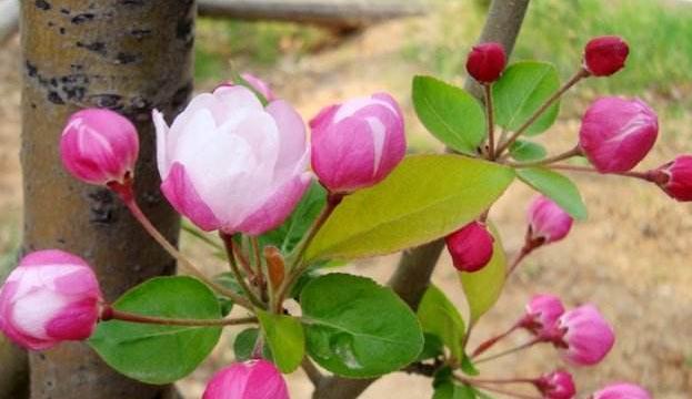 为什么海棠花不开花？（探究海棠花不开花的原因与解决方法）-第2张图片-绿意生活
