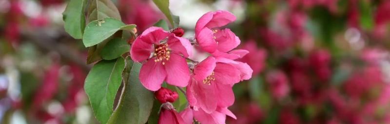 为什么海棠花不开花？（探究海棠花不开花的原因与解决方法）-第3张图片-绿意生活