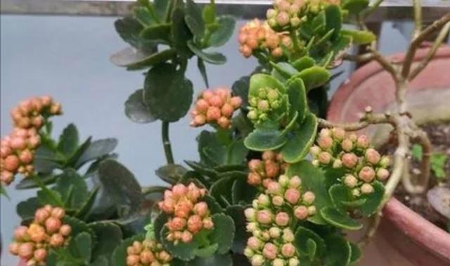 长寿花的夏季养护全攻略（夏季养殖方法与关键注意事项）-第3张图片-绿意生活