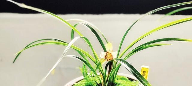 了解兰花的开花时间和养护方法（探秘兰花开花时间与开花周期）-第3张图片-绿意生活