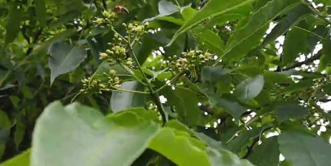 黄柏是否是保护植物？（探究黄柏的生态价值和文化意义）-第2张图片-绿意生活