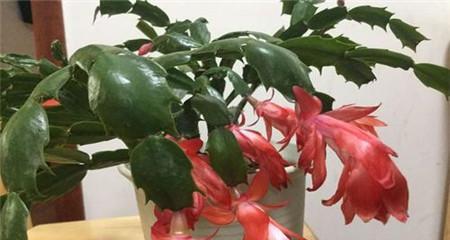 蟹爪兰打顶时间及方法步骤（顶芽的产生和如何打顶）-第3张图片-绿意生活