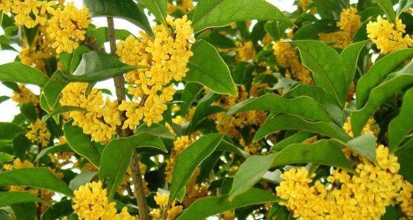 可以用茶水浇灌的桂花树（茶水浇灌的好处与注意事项）-第1张图片-绿意生活